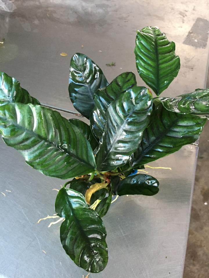Anubias coffeefolia