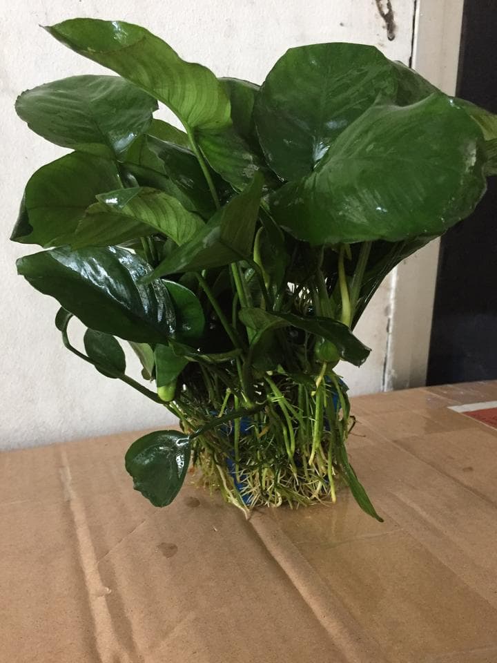 Anubias Barteri (Pots)