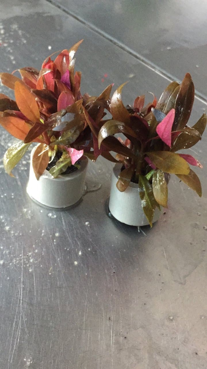 Alternanthera Reineckii Mini