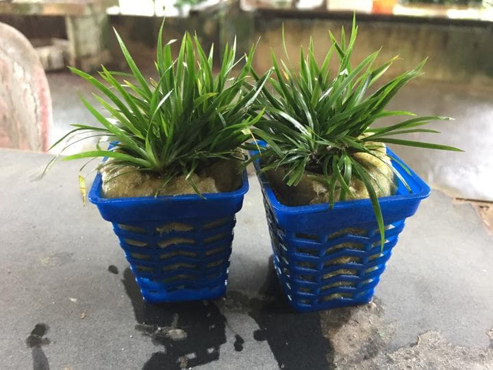 Acorus Gramineus Mini