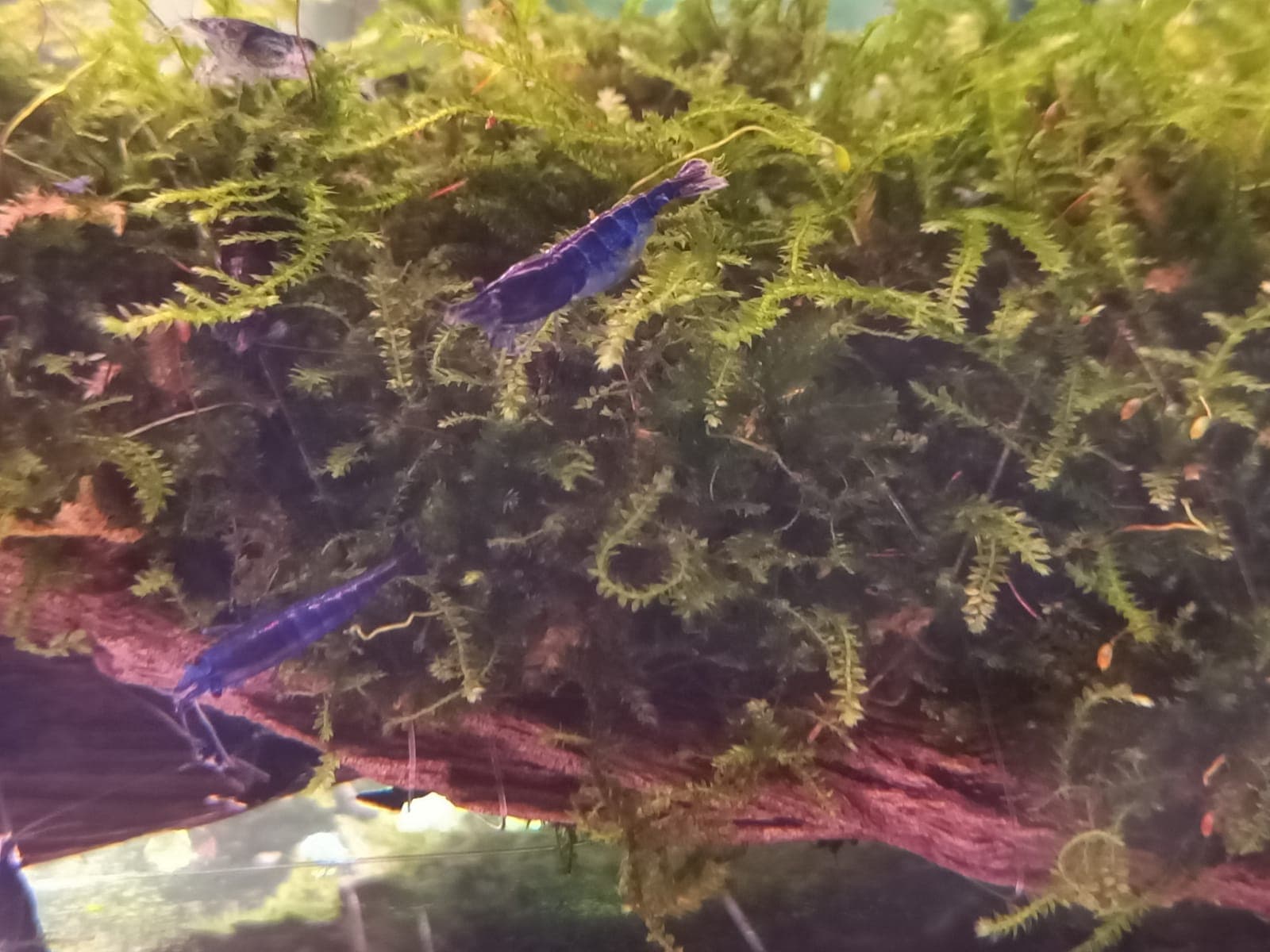 Super Blue Shrimp ( OO-5770 )