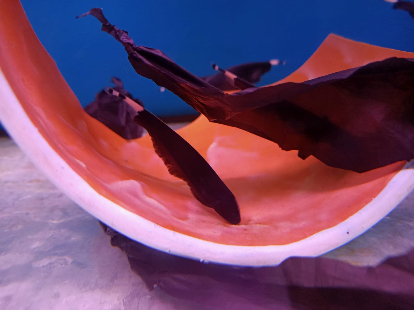 Black Ghosts Knife Fish ( OO-0546 )