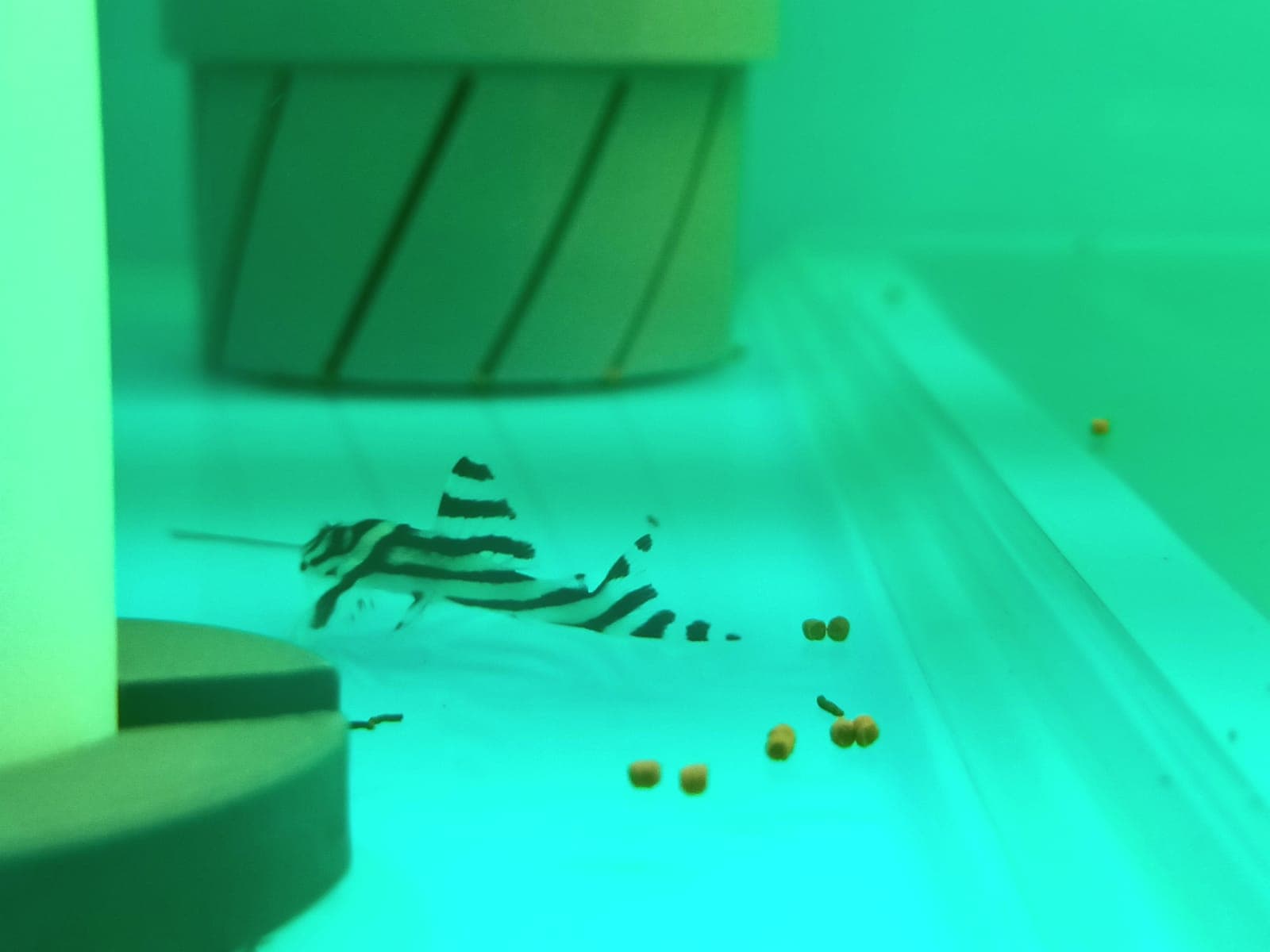 L46 Zebra Pleco ( SF-3501 )