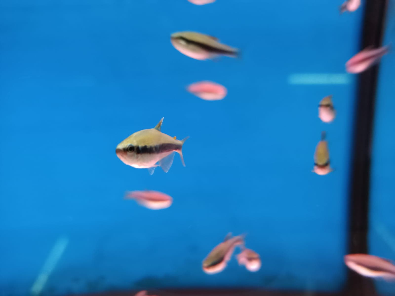 Kerri Tetra ( TT-0992 )