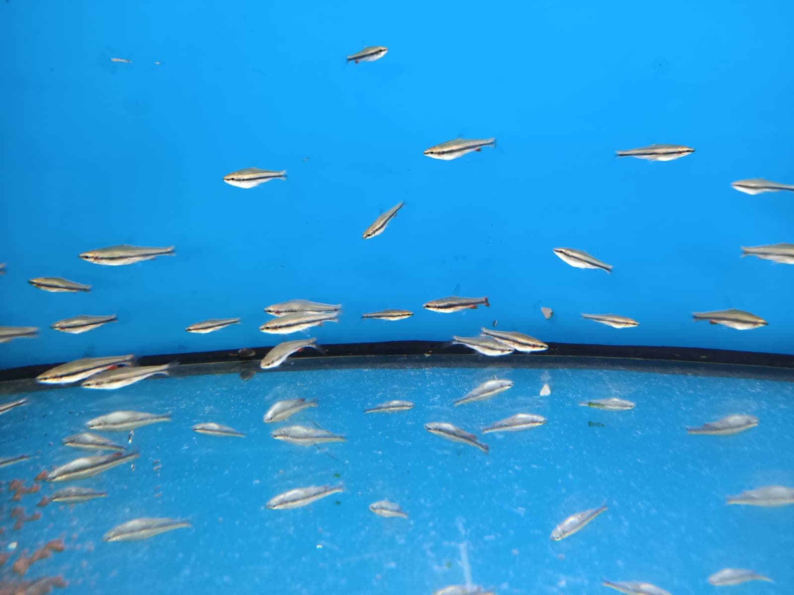 Golden Pencil ( TT-0452 )