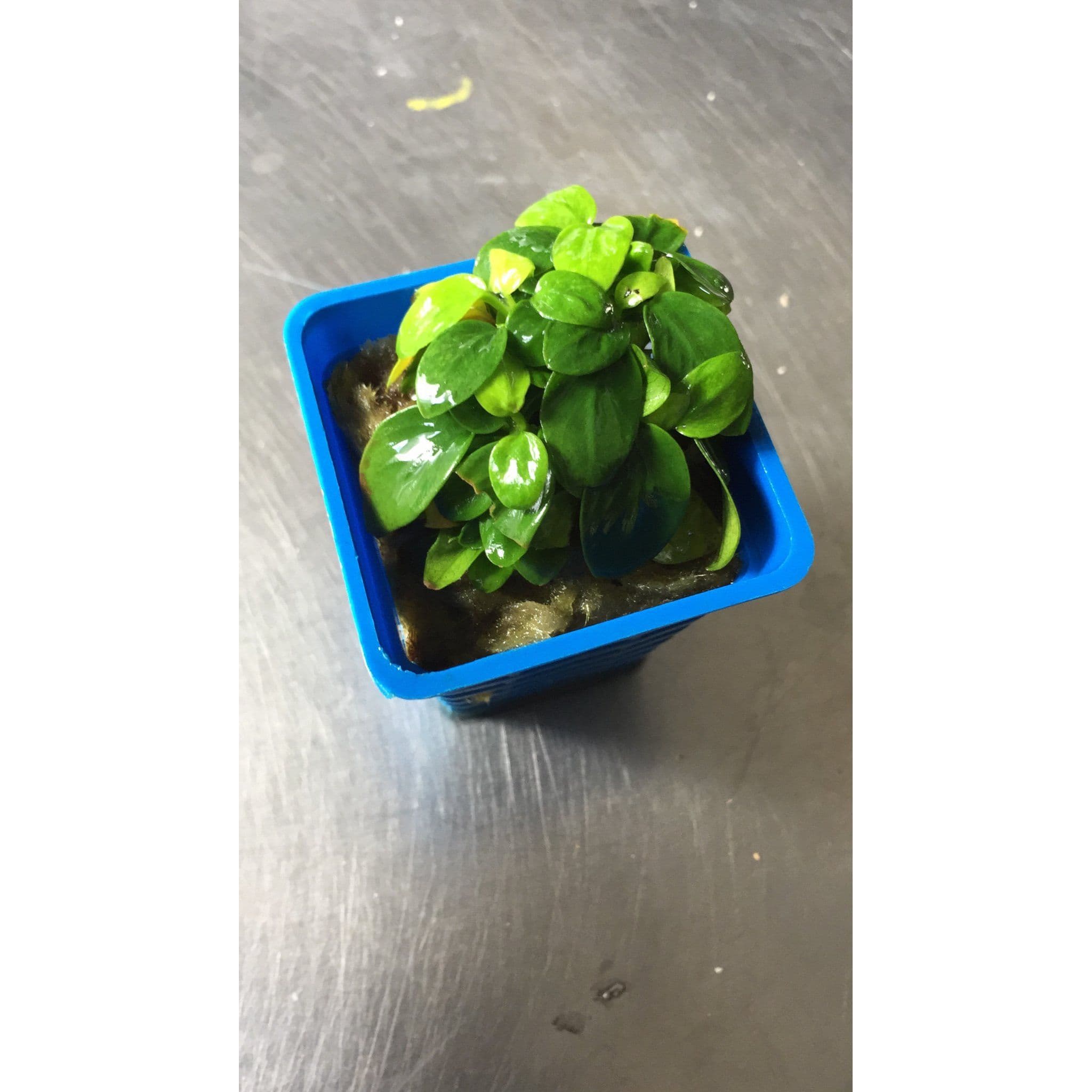 Anubias Mini Golden Nana (pots)