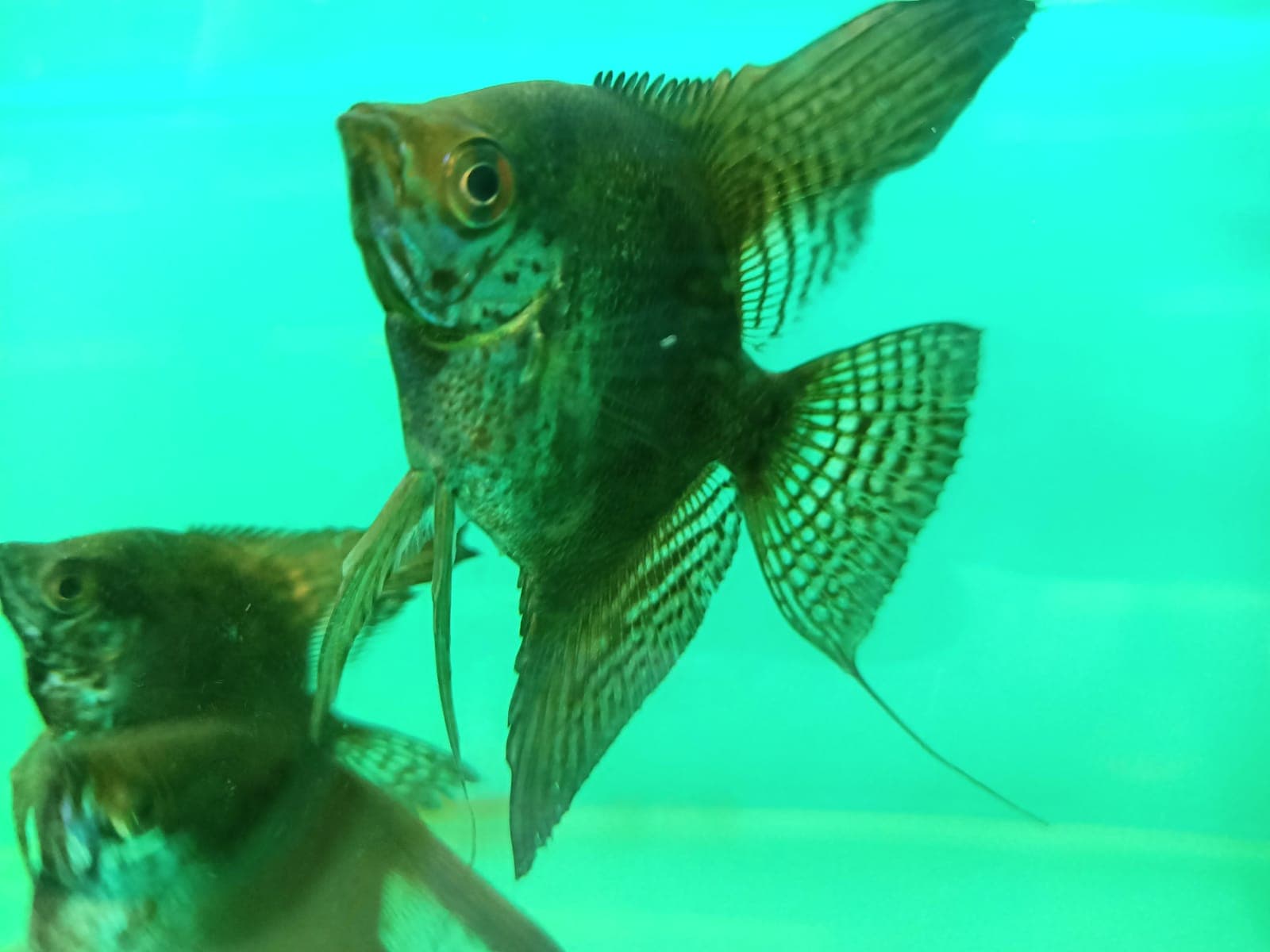 Golden Lace Avarta Angelfish ( AA-0058 )