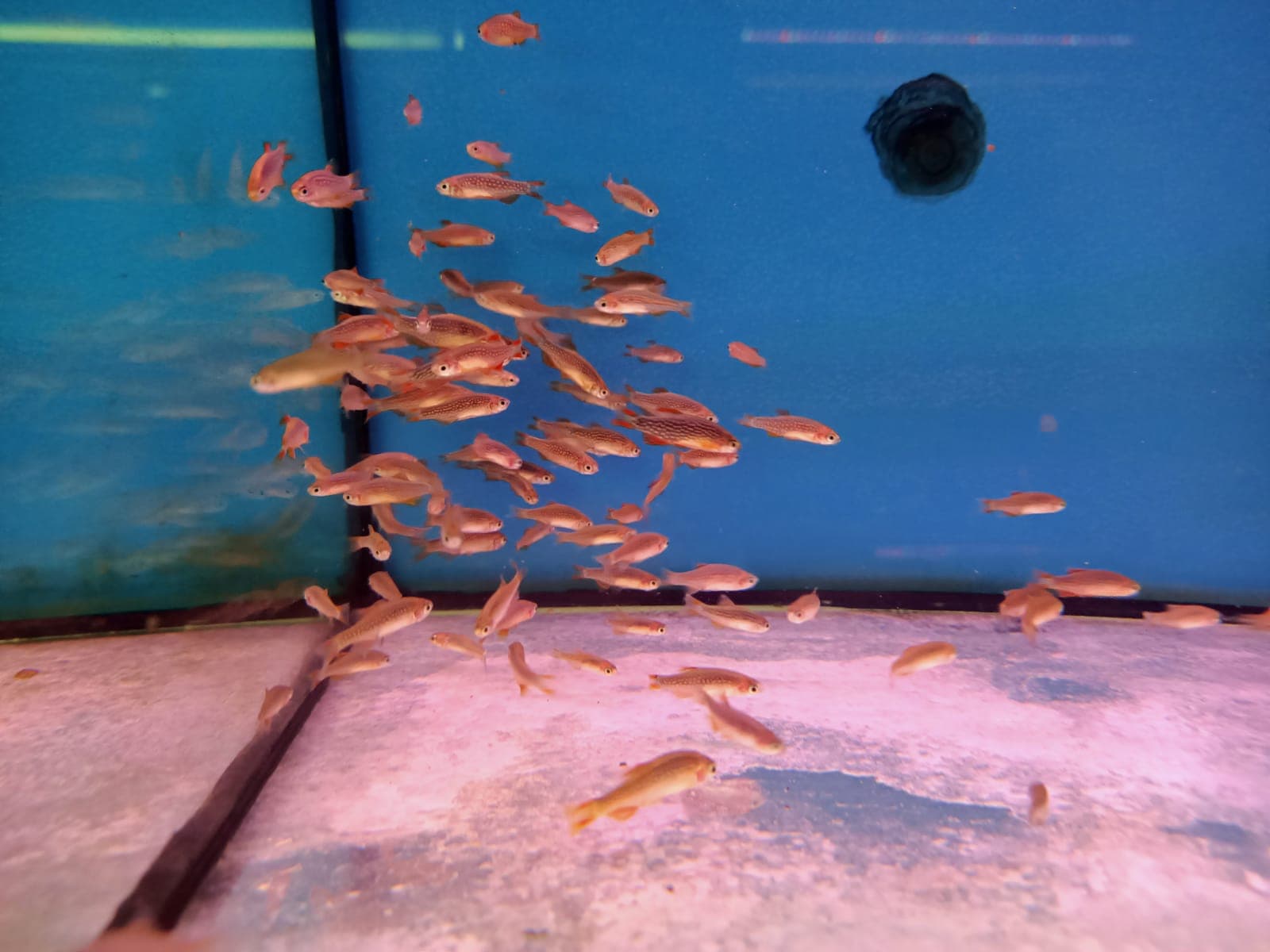 Microrasbora Galaxy ( RA-0490 )