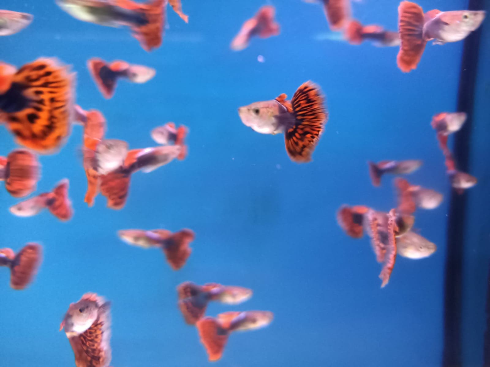 Assorted Guppy Male special ( GP-0003 )