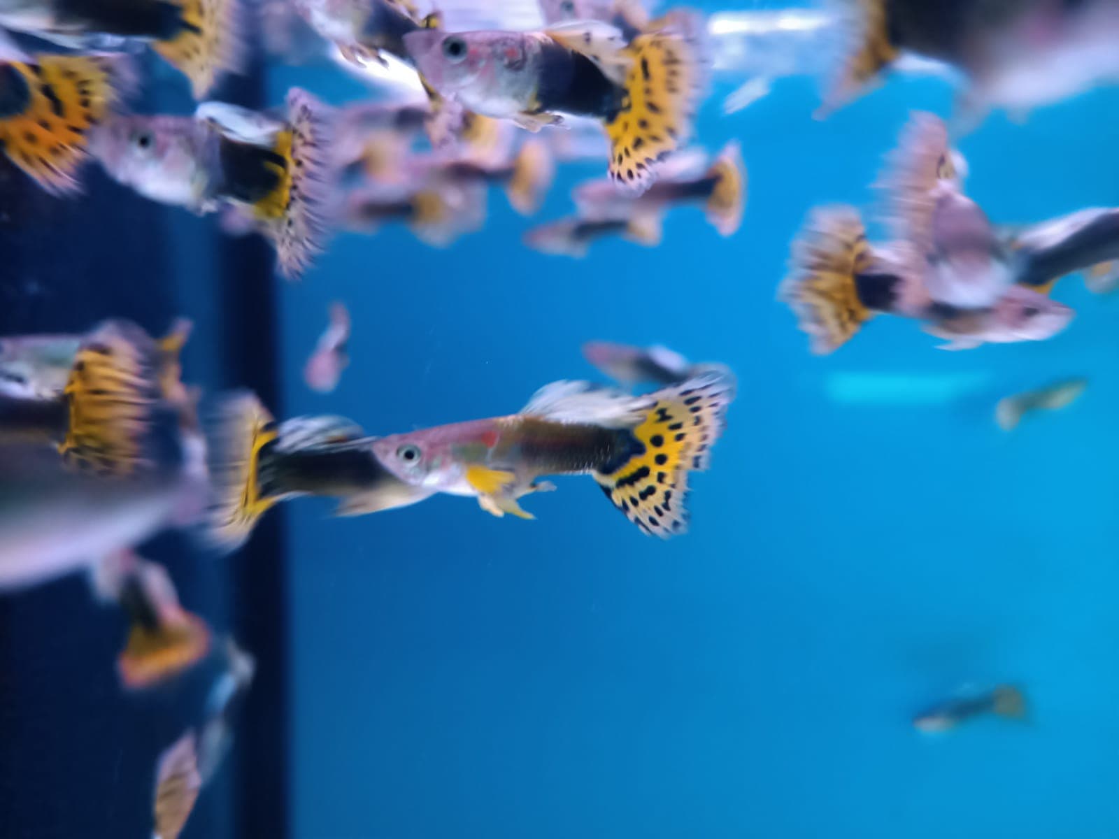 Leopard Tail Guppy Male ( GP-0003 )