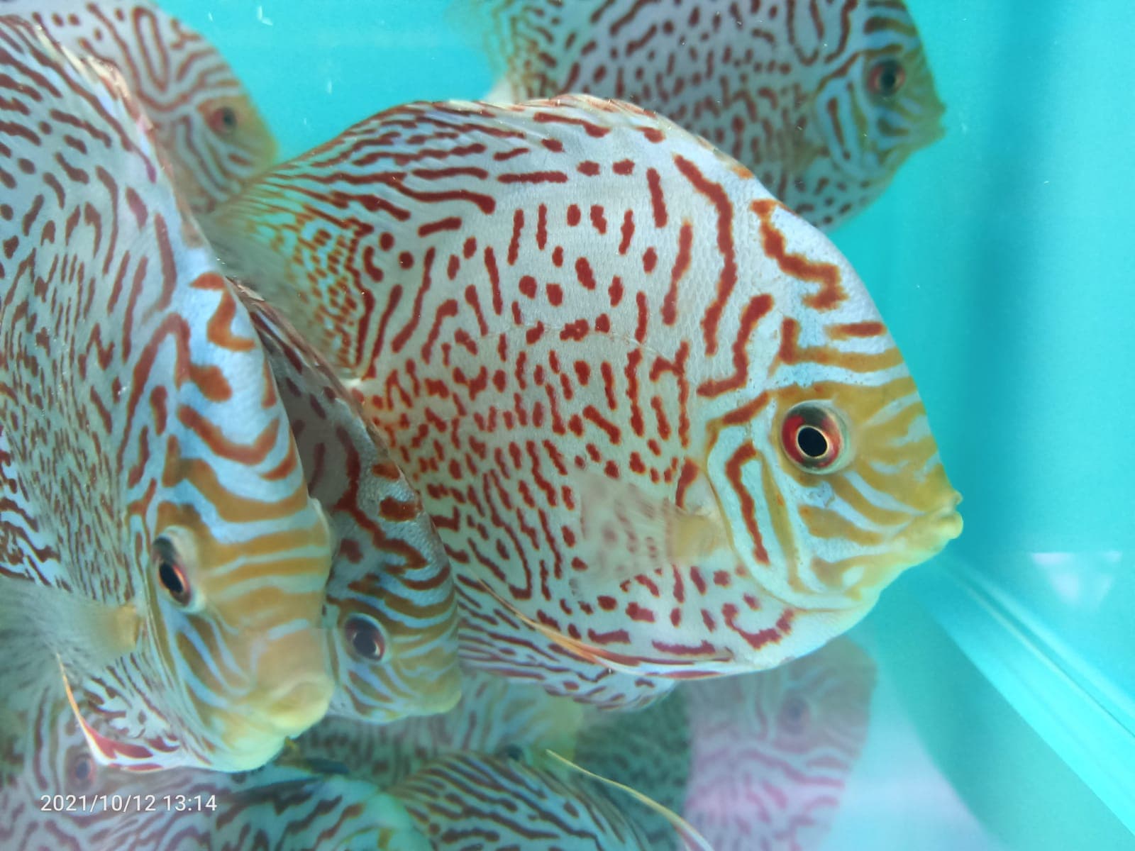 Leopard Discus ( DD-1264 )