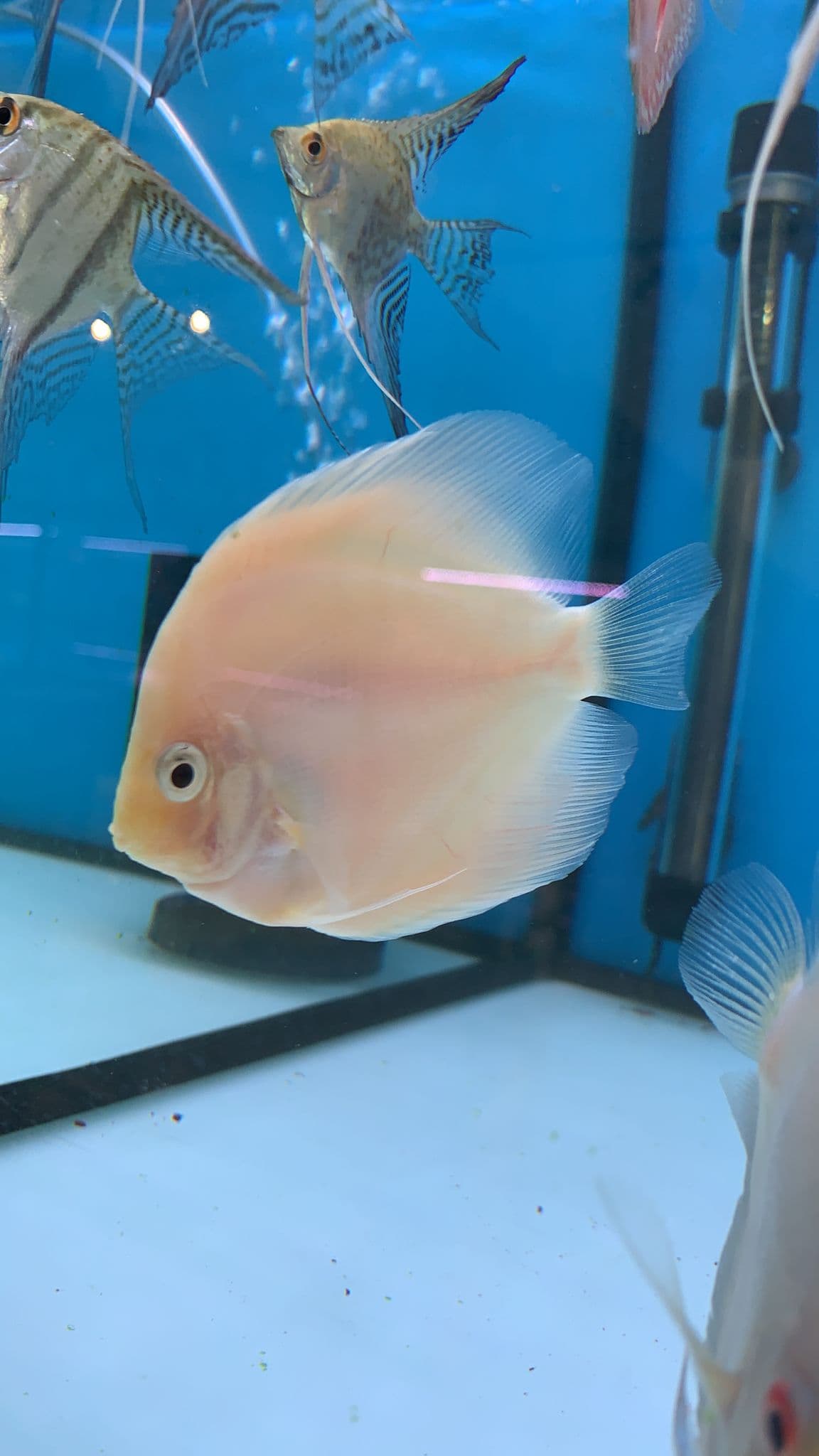 Golden Discus