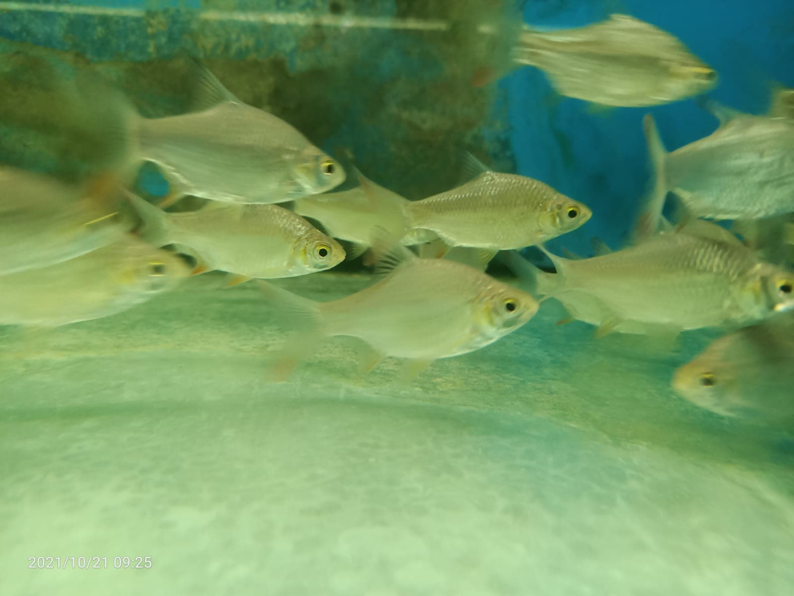 Red Tail Tinfoil Barb ( BB-0671 )