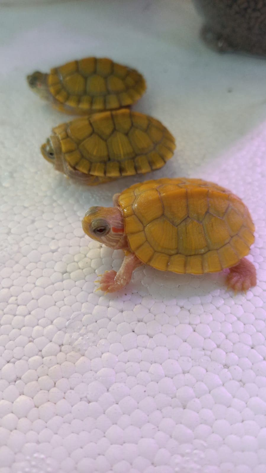 Hypo Red Eared Slider Turtles ( OO-7358 )