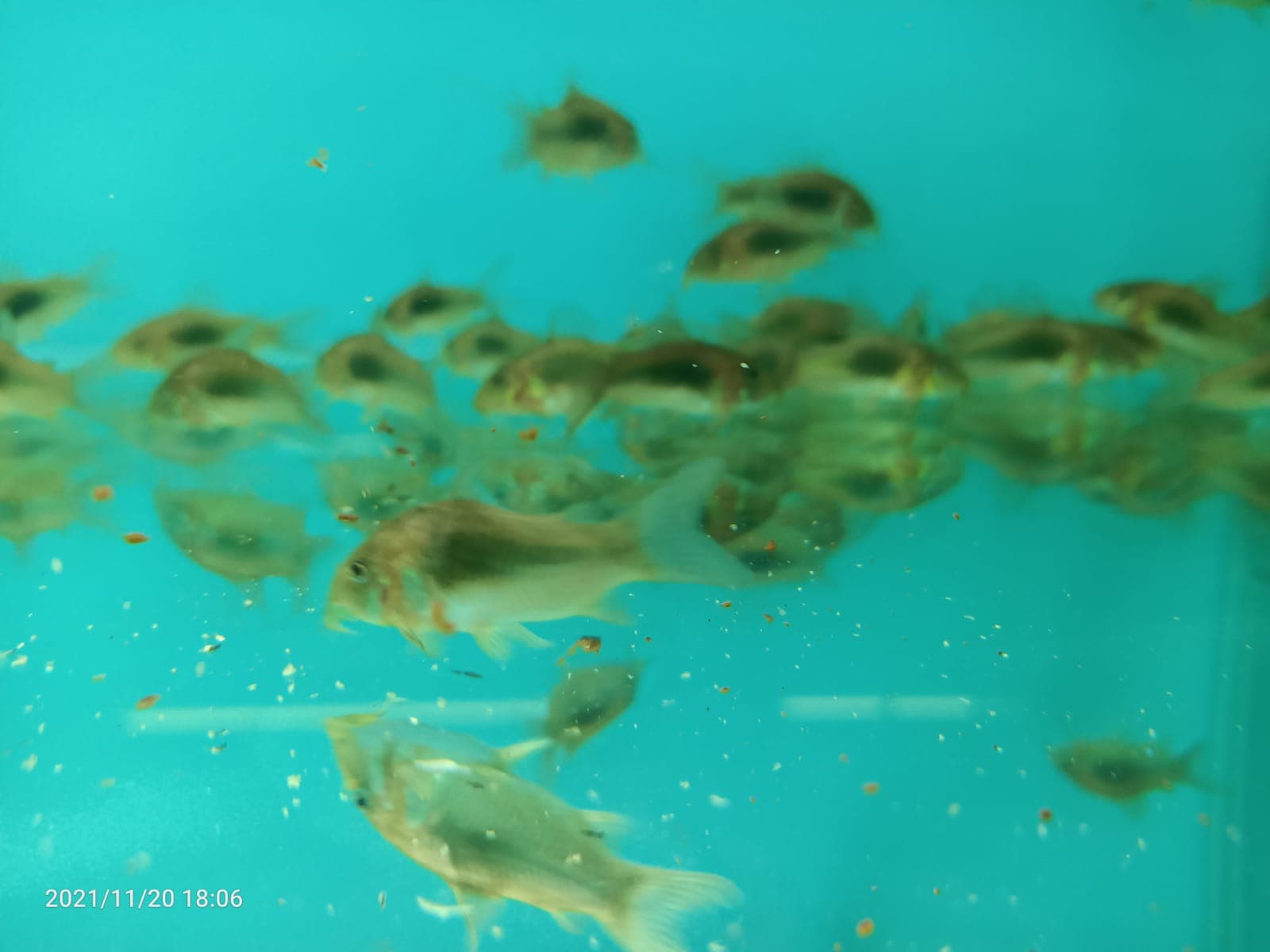 BLUE CORYDORAS ( CB-0202 )