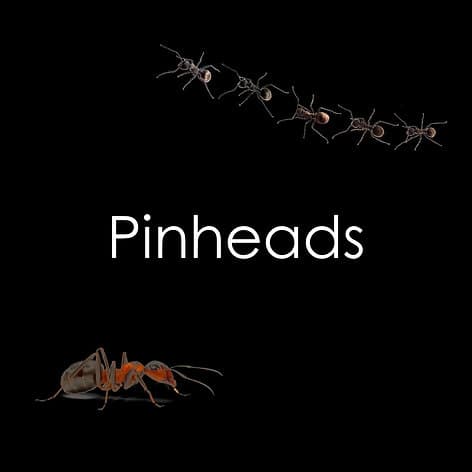 Pinhead Crickets