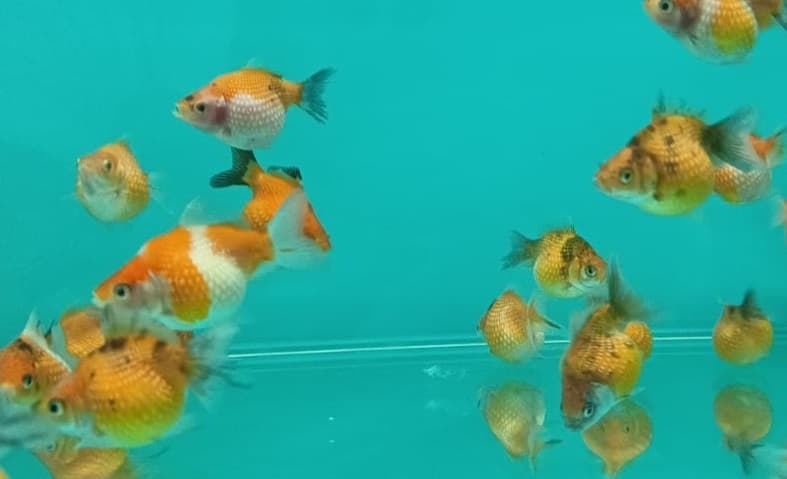 Pearl Scale Goldfish GG-0567