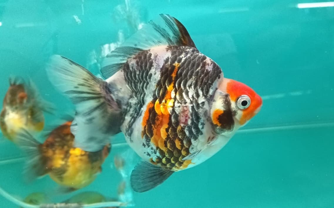 Calico Short Tail Ryukin Goldfish GG-2047