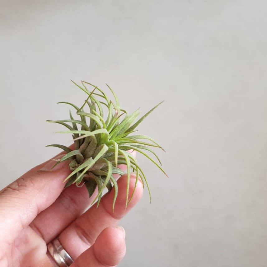 Tillandsia Ionantha