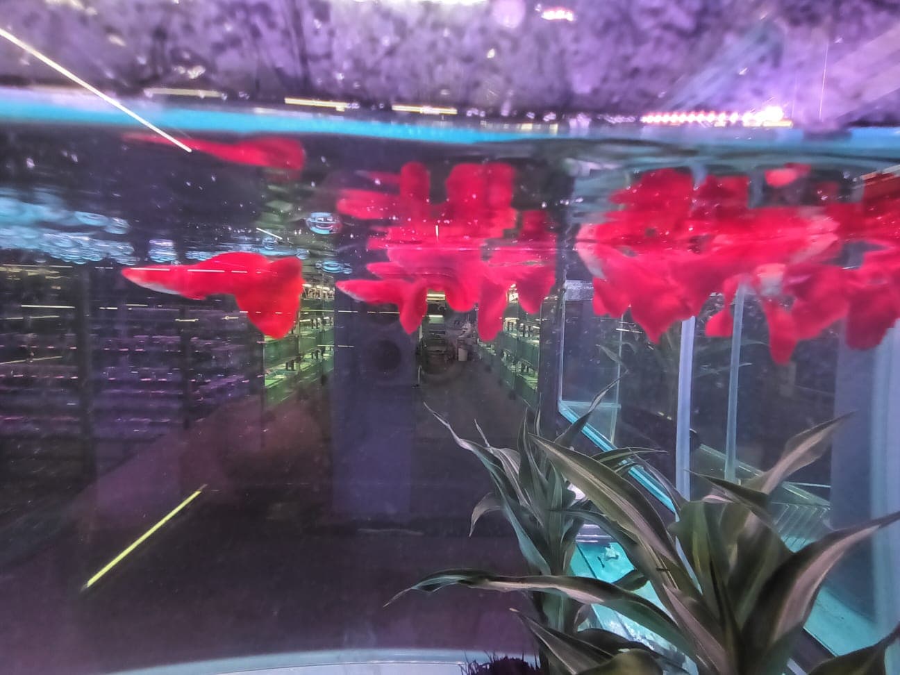 Full Red Guppy ( GP-5103 )