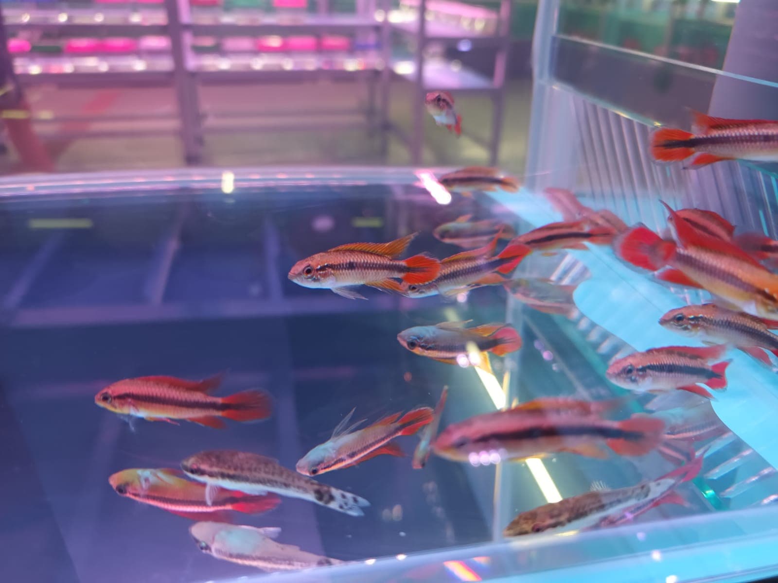 Apisto Agassizi "Double Red" ( CC-4551 )