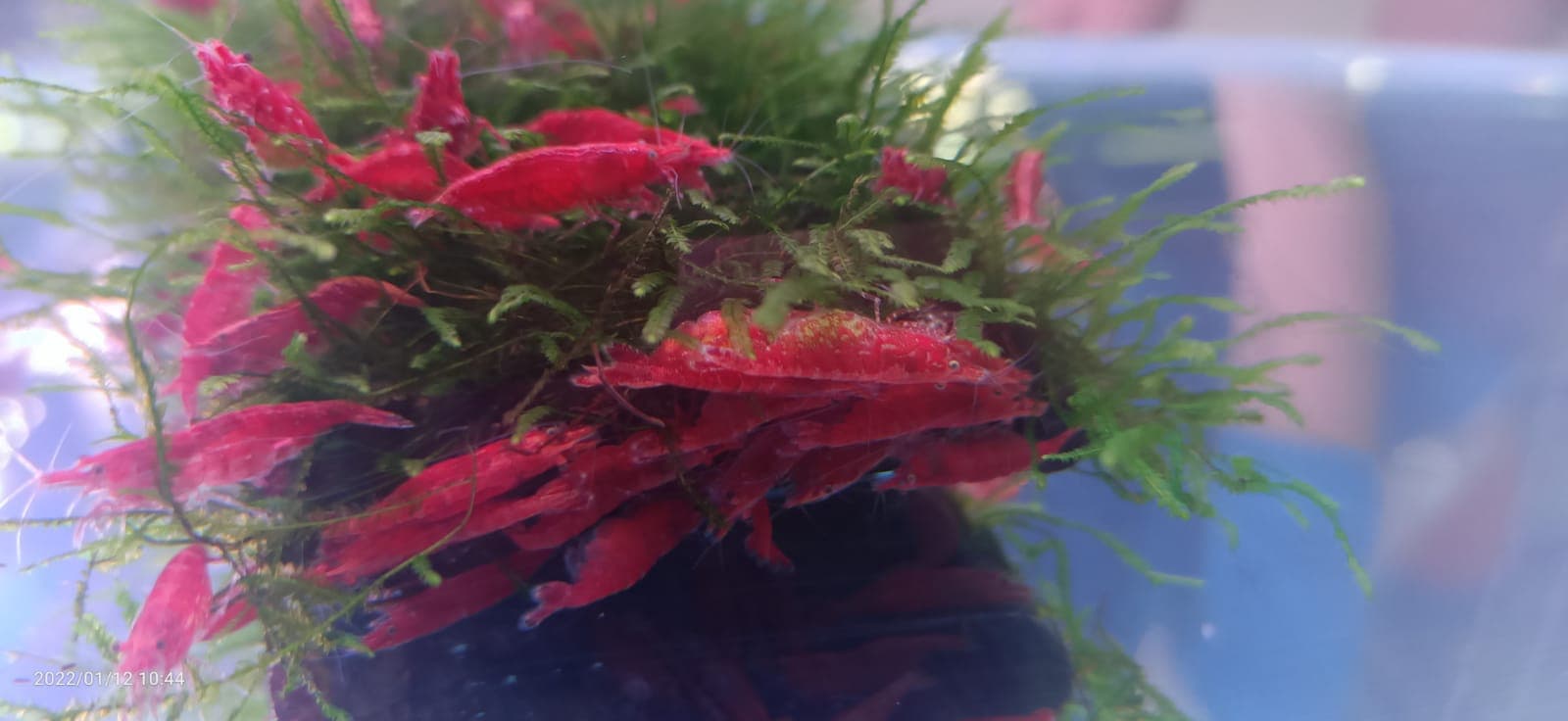 Cherry Shrimp ( OO-1980 )