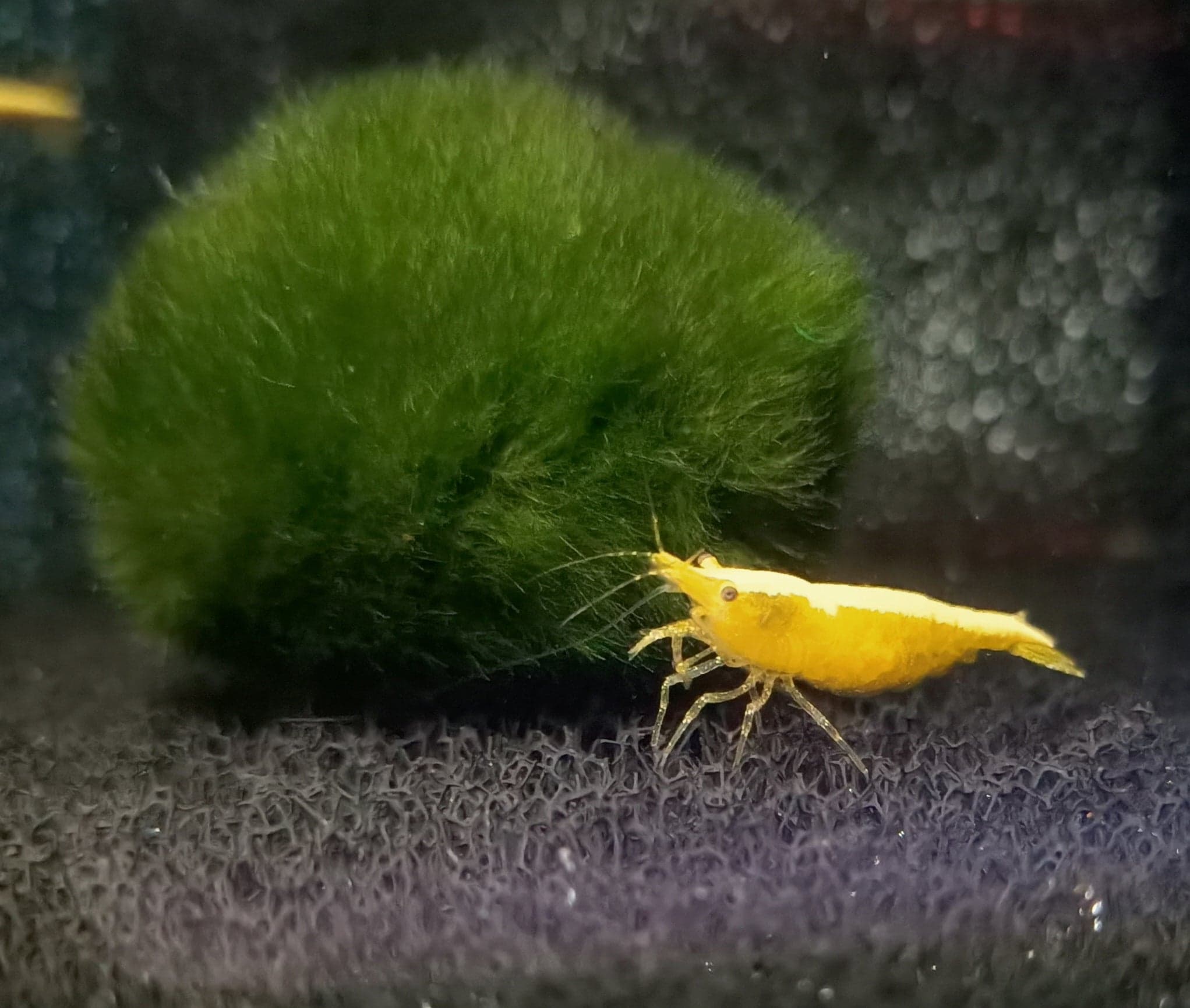 Golden back shrimp 1-1.5cm