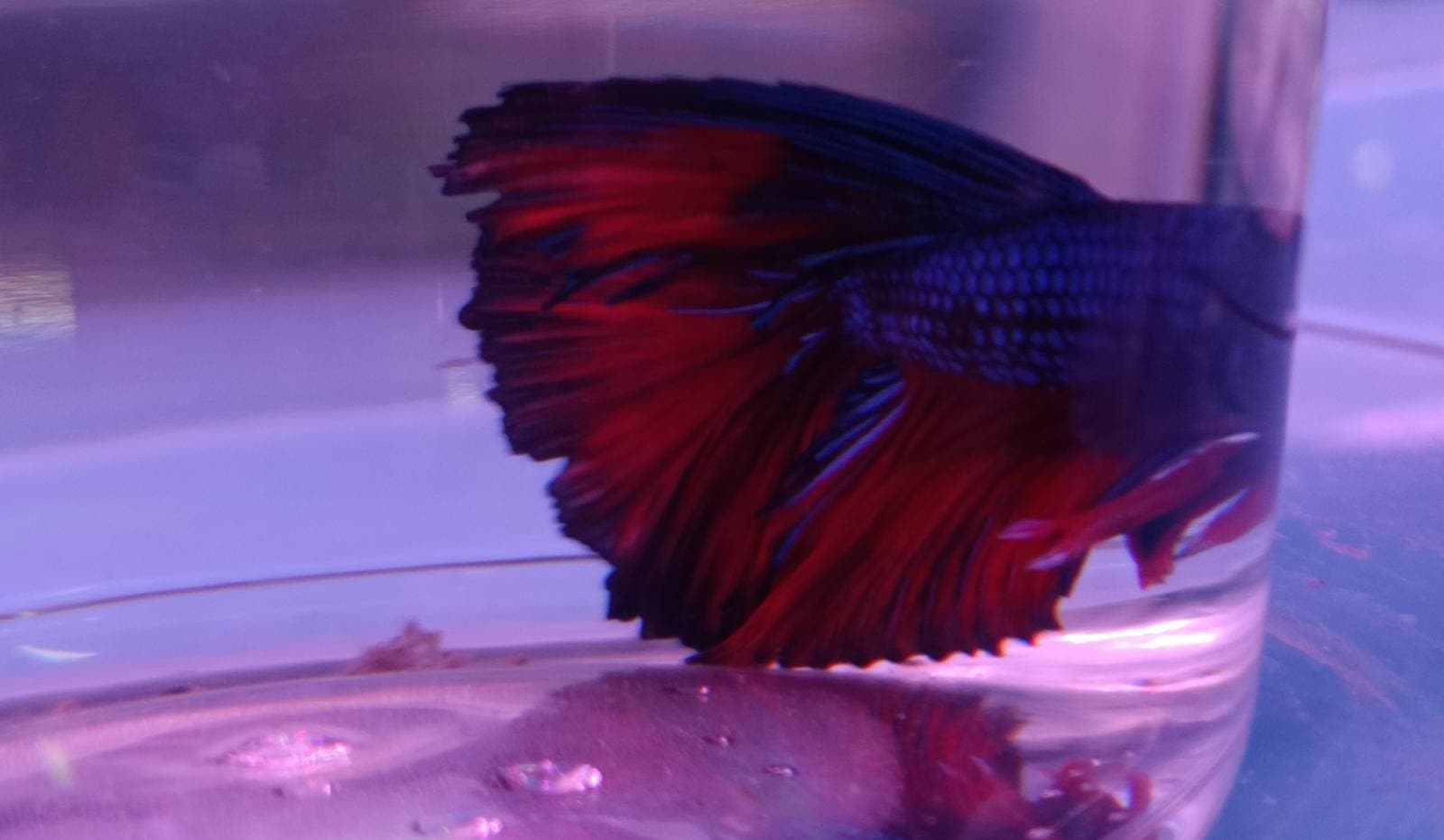 Super Delta Fighting Fish (Blue + Red)