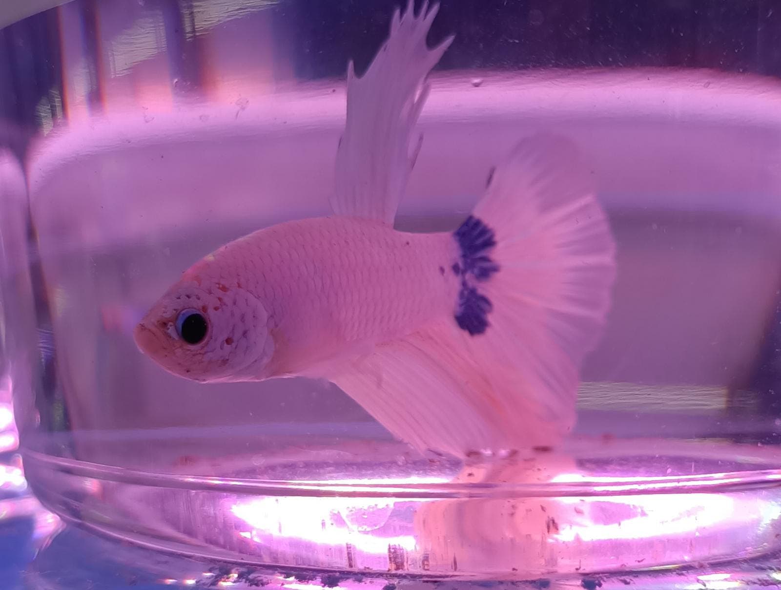Super Delta Fighting Fish (White + a hint of Blue)