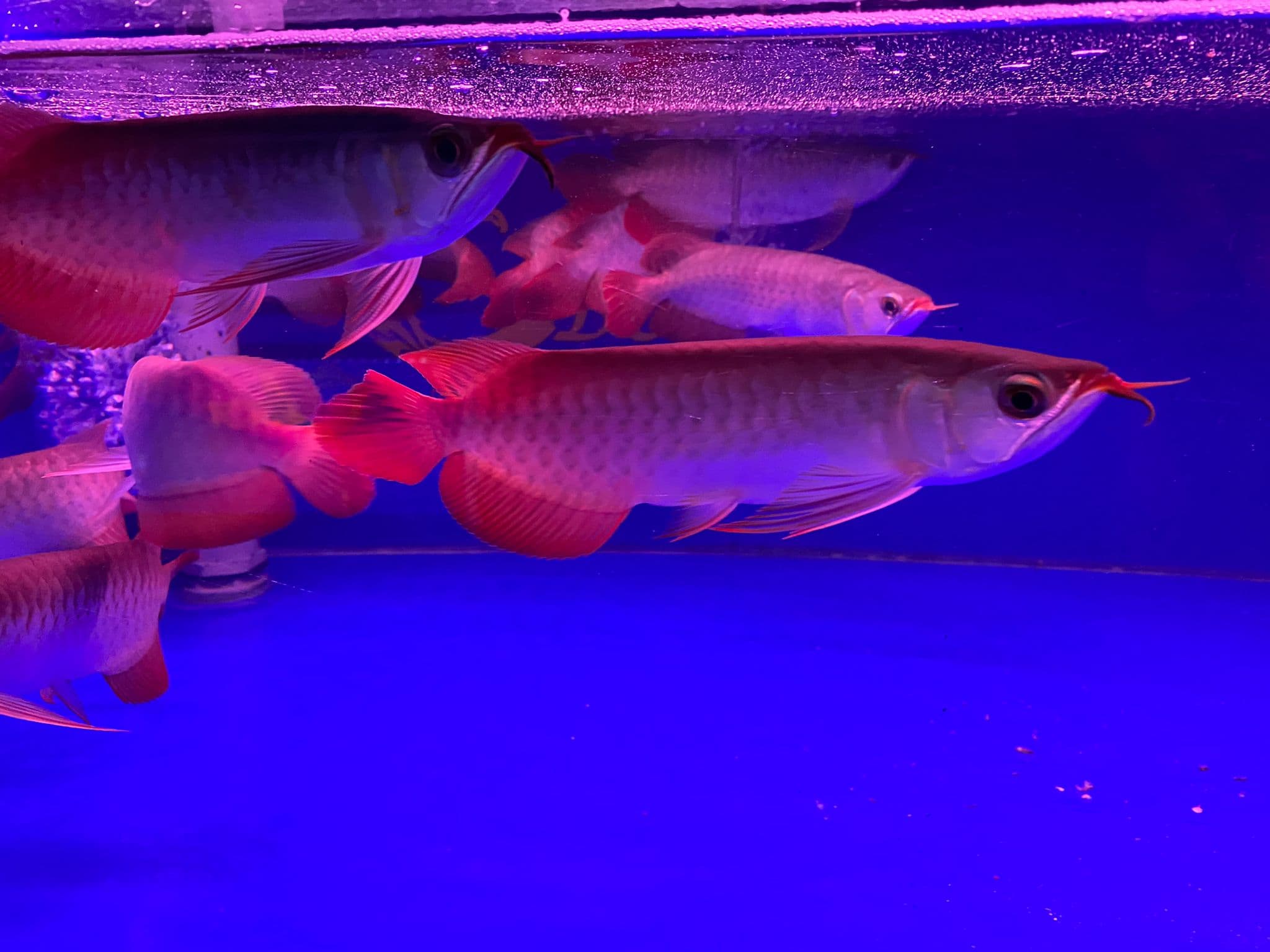 Red Premium Red Arowana (15-26cm) (with tag and certificate)