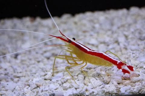 Skunk Cleaner Shrimp (M)