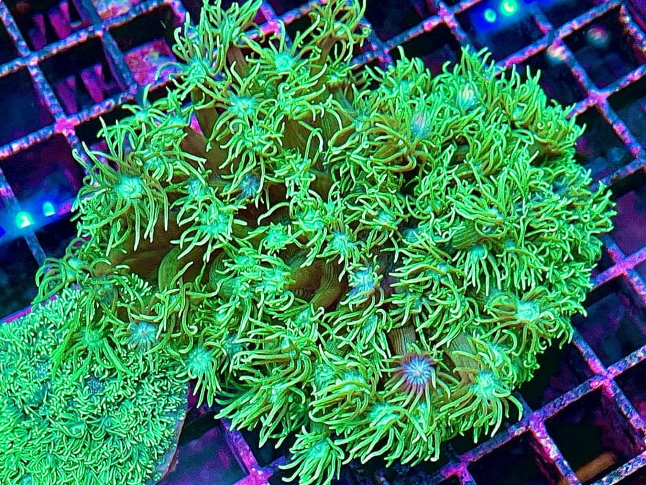 Green blue mouth Goniopora Colony LPS