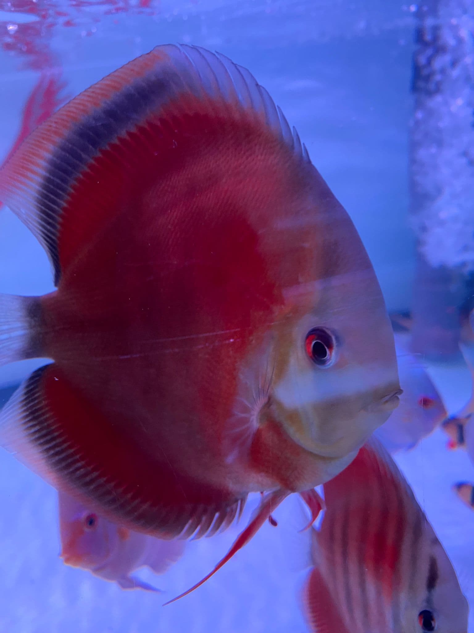 Sun Merah Discus (L)