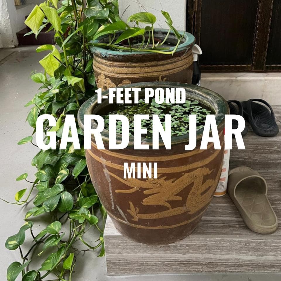 Adventure Pack - Garden Jar Pond Set