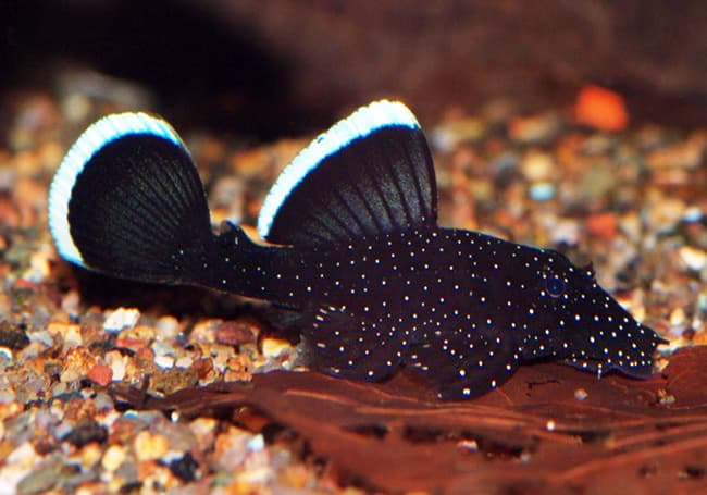 L183 STARLIGHT PLECO