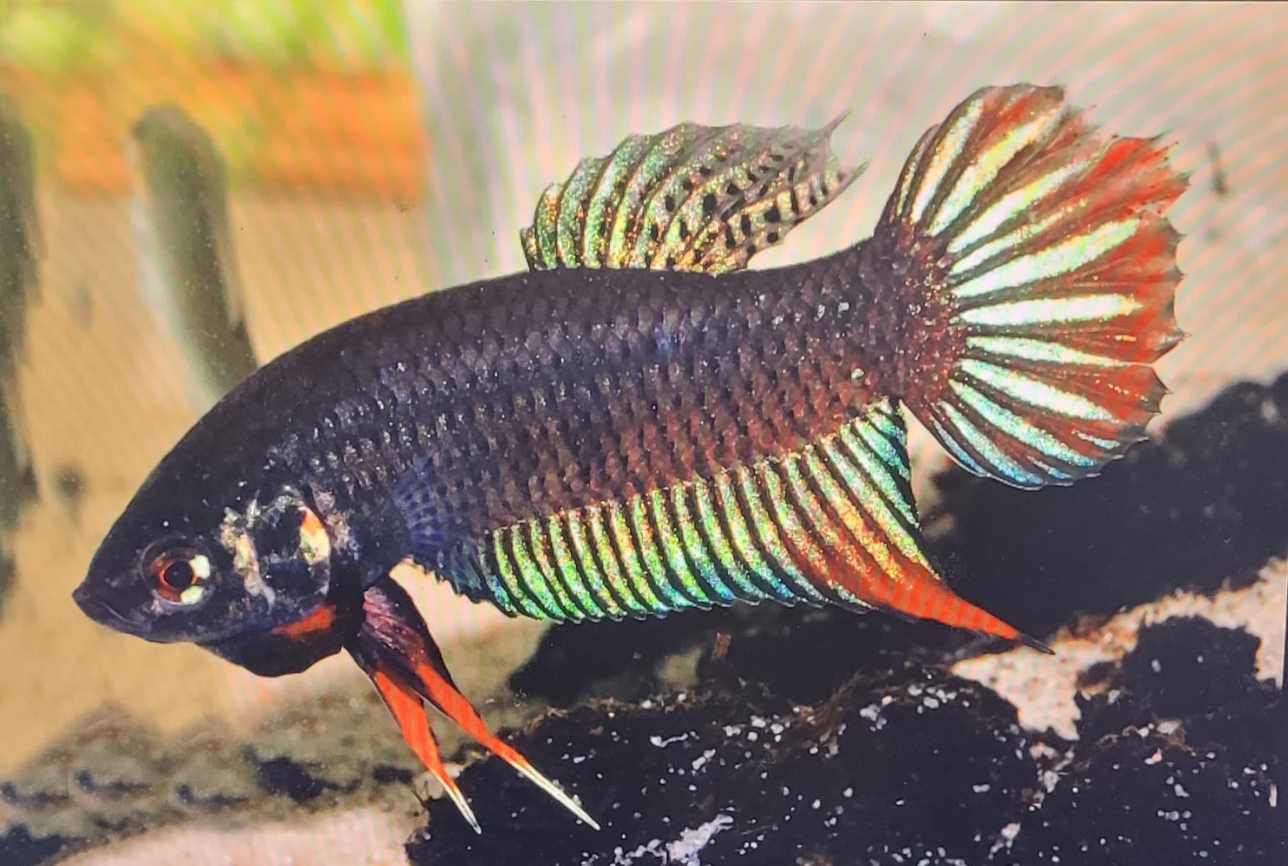 Betta Rutilans 'Red'