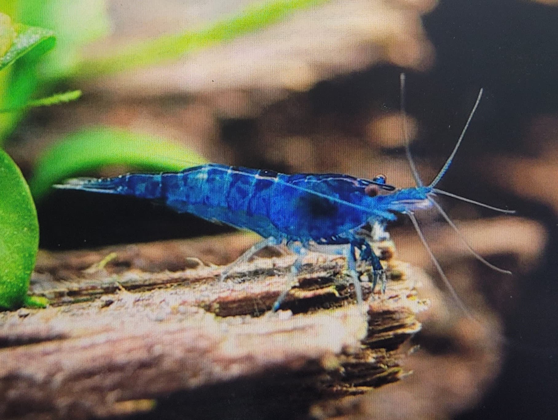 Blue Dream Shrimp Neocaridina Davidi sp. Blue Dream