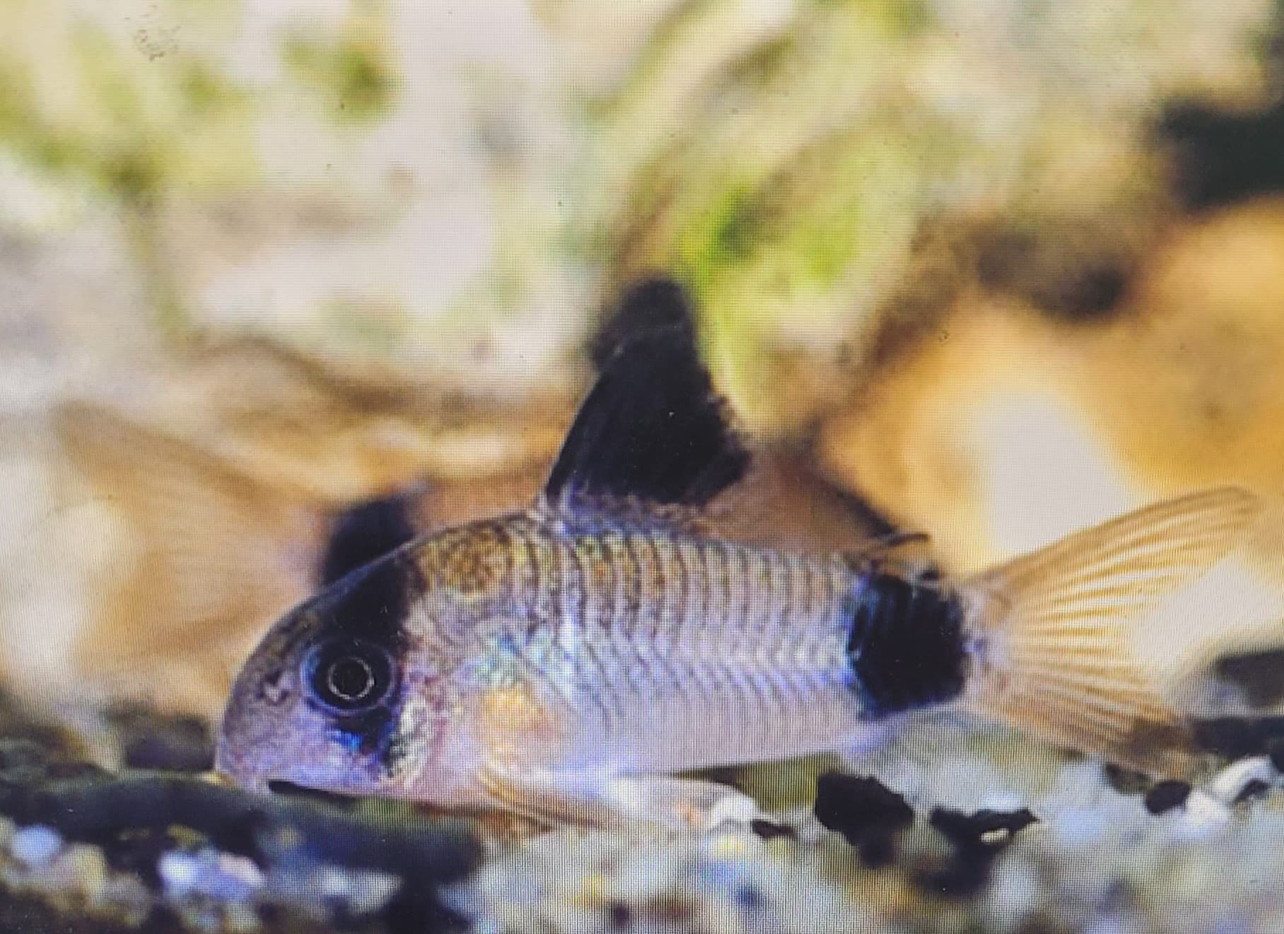 Panda Cory (Corydoras panda)