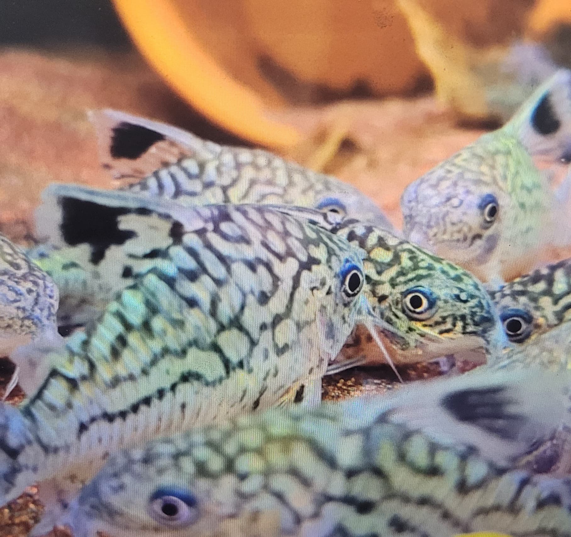 Reticulated Corydoras (Corydoras Reticulatus)