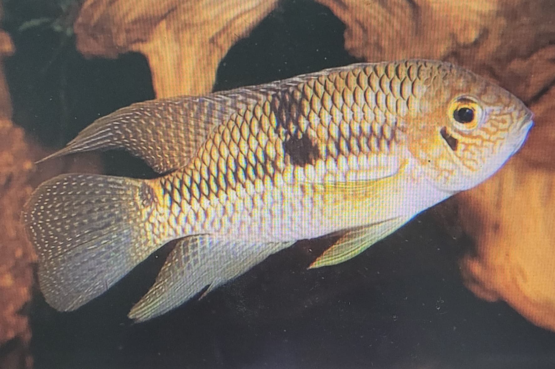 Peru Diadema Cichlid (Aequidens Diadema)