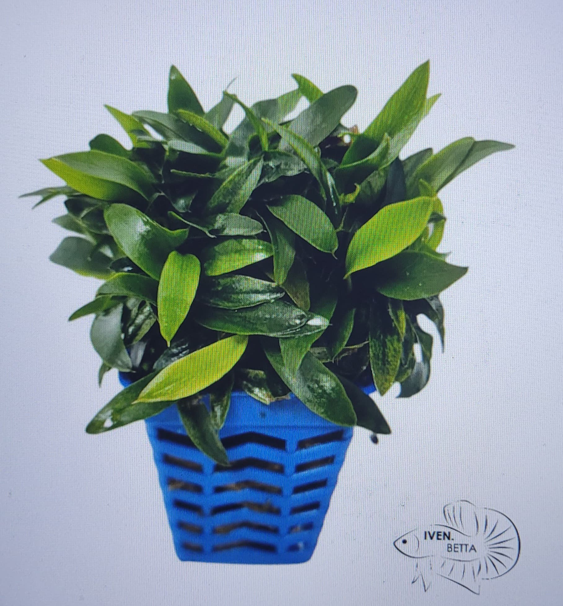 Anubias Barteri var. Glabra Variegated