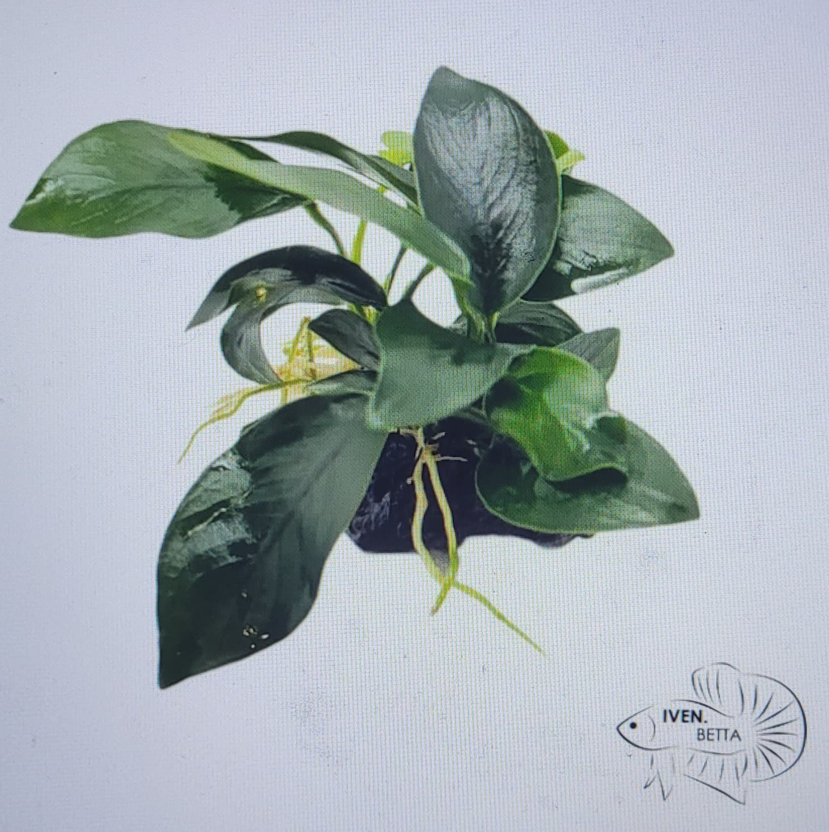 Anubias Barteri var. Mini Nana - Rock