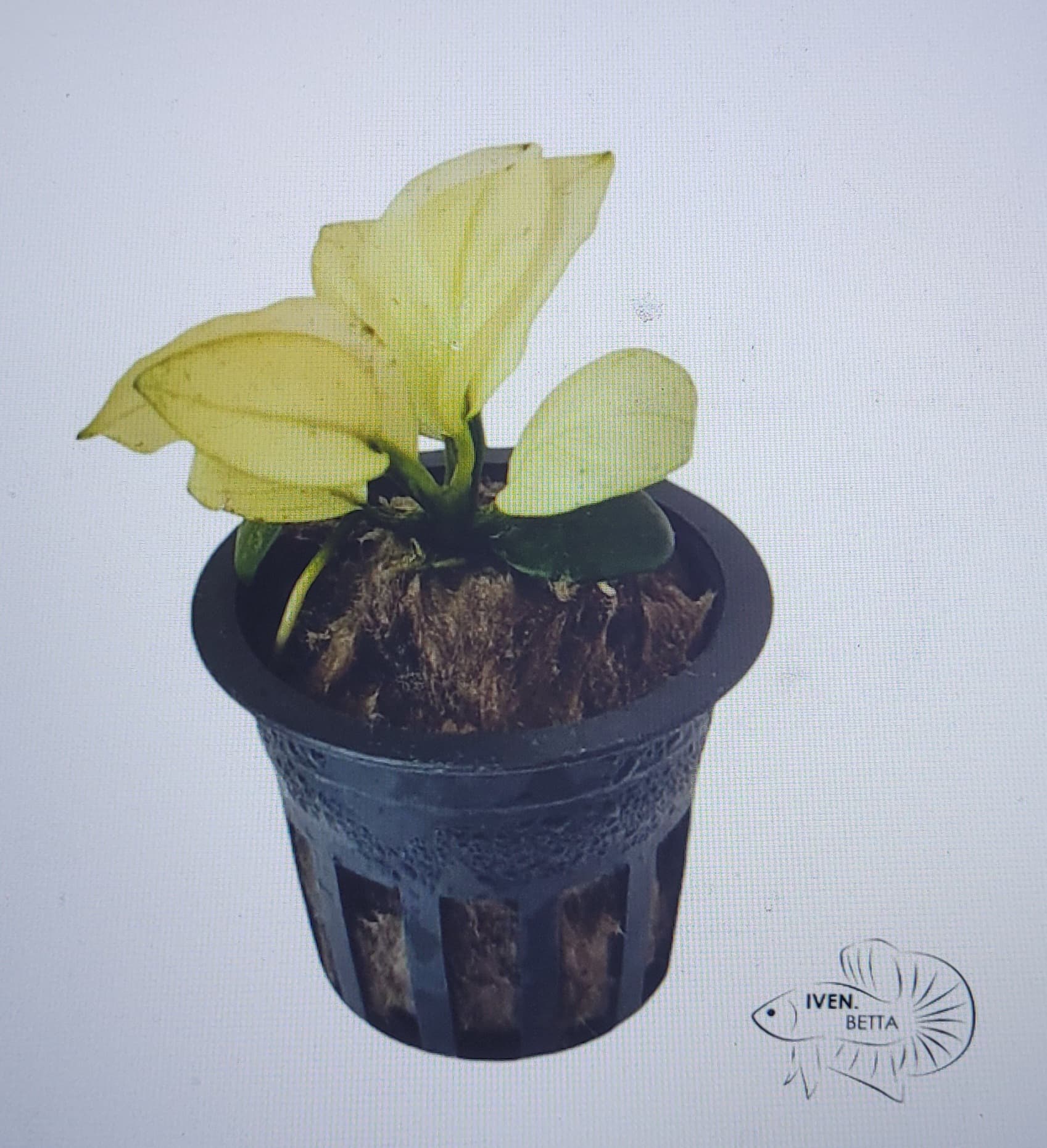 Anubias sp. Broad White