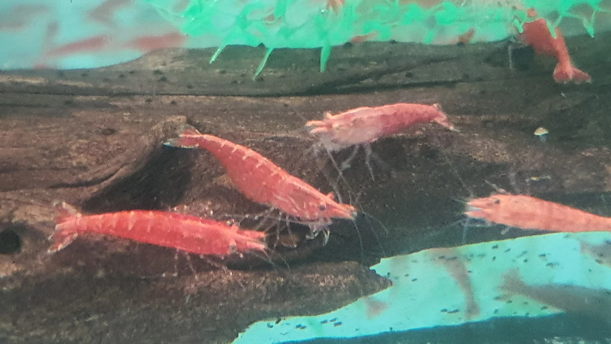 Fire red shrimps 1.5cm