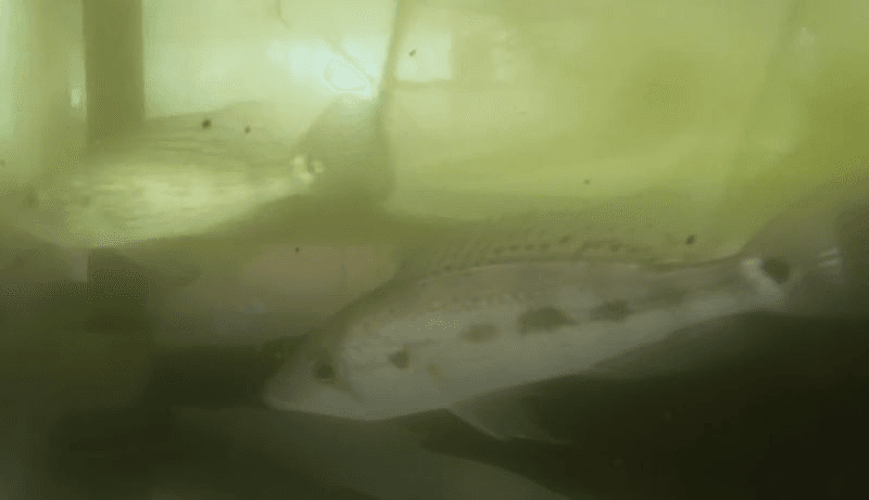 Green Bay Snook Cichlid