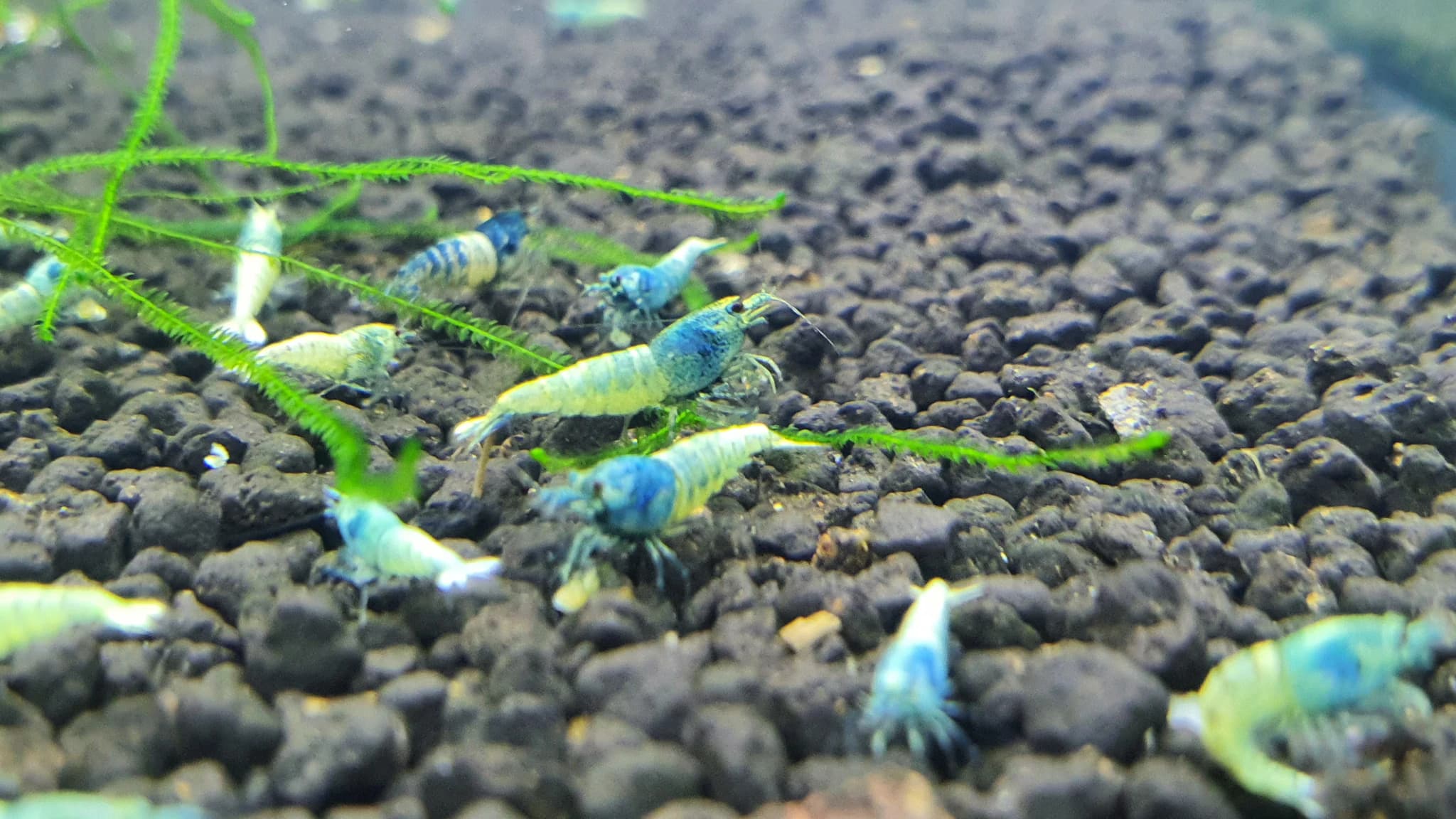 Blue bolt shrimp 1cm