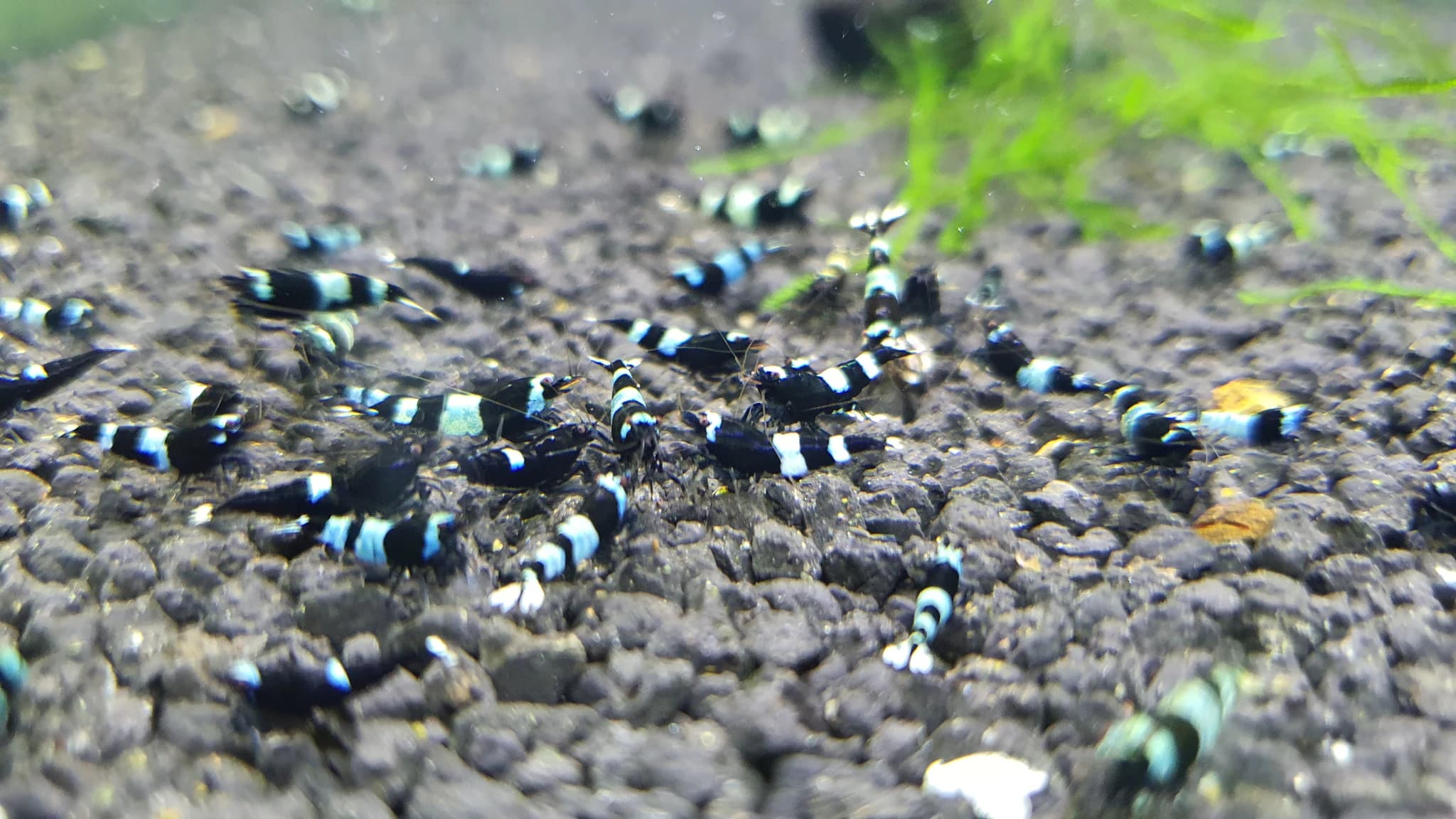 Black king kong shrimp 1cm