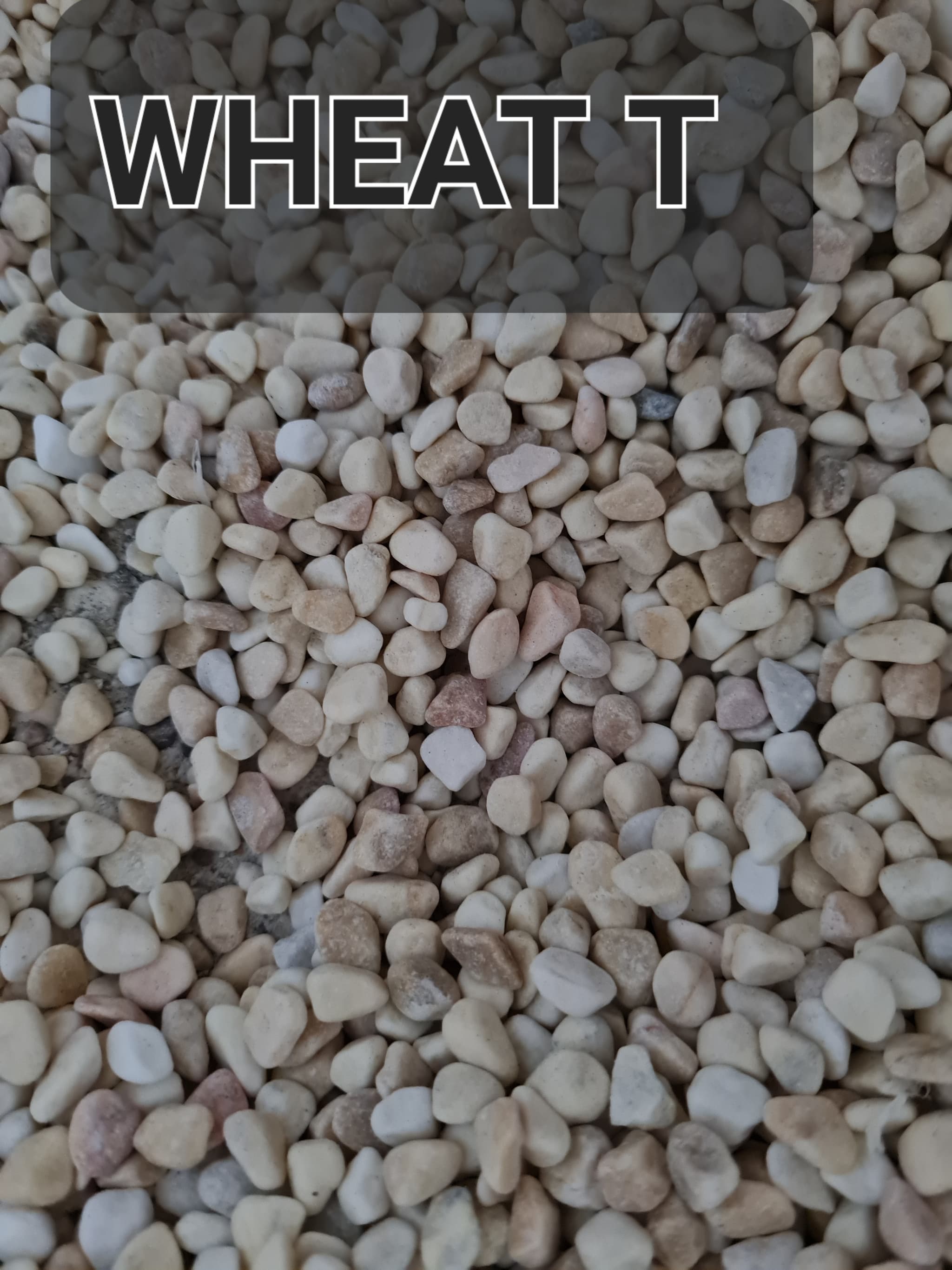 Wheat T