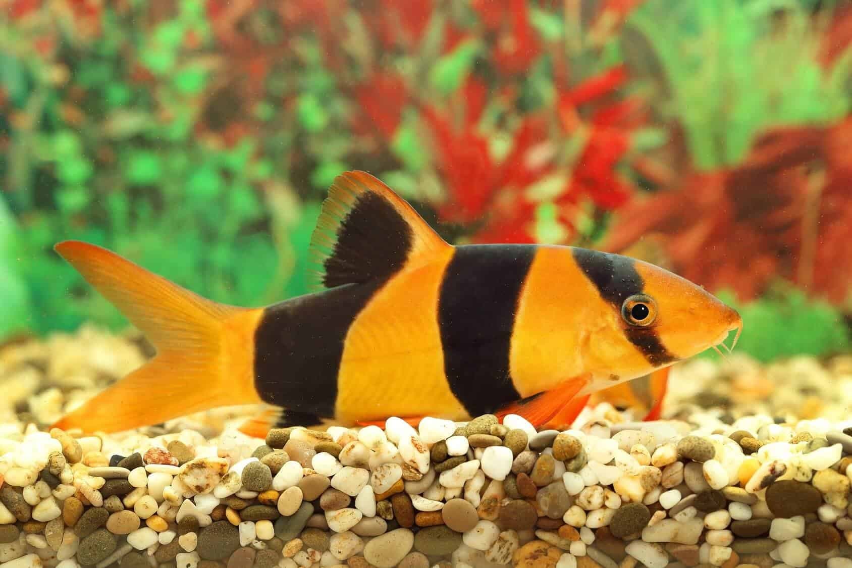 Clown Loach