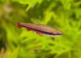 Golden Red Pencilfish